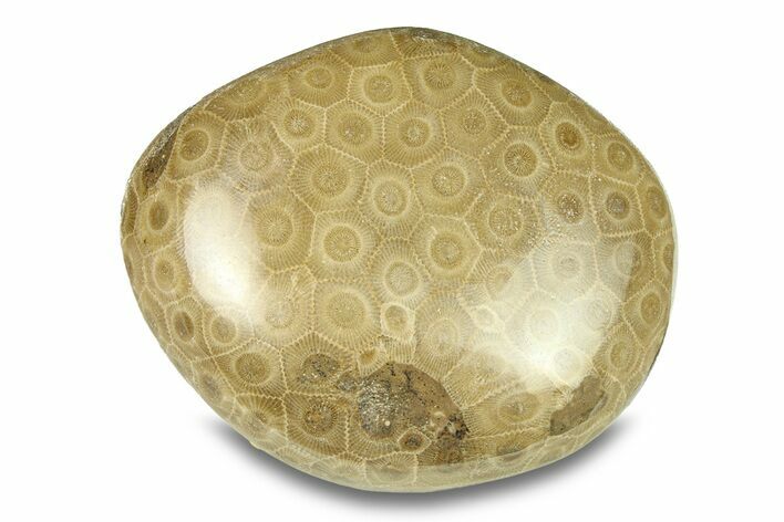 Large, Polished Petoskey Stone (Fossil Coral) - Michigan #293402